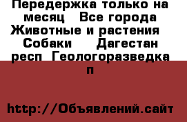 Передержка только на месяц - Все города Животные и растения » Собаки   . Дагестан респ.,Геологоразведка п.